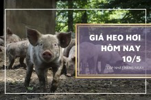 Giá heo hơi hôm nay 10/5: Ổn định, cao nhất 55.000 đồng/kg