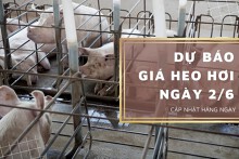 Dự báo giá heo hơi ngày 2/6: Tiếp đà giảm ở nhiều địa phương?