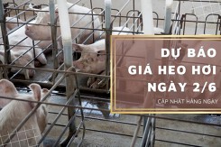 Dự báo giá heo hơi ngày 2/6: Tiếp đà giảm ở nhiều địa phương?