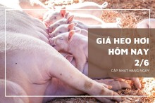 Giá heo hơi hôm nay 2/6: Giảm 1.000 đồng/kg tại nhiều địa phương