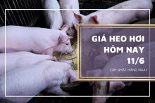 Giá heo hơi hôm nay 11/6: Biến động trái chiều trong tuần tới?