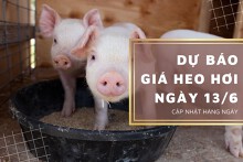 Dự báo giá heo hơi ngày 13/6: Các địa phương sẽ điều chỉnh trái chiều?