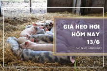 Giá heo hơi hôm nay 13/6: Biến động không đồng nhất ở ba miền