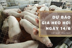 Dự báo giá heo hơi ngày 14/6: Tiếp tục biến động trái chiều?