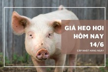 Giá heo hơi hôm nay 14/6: Tăng trở lại ở nhiều địa phương