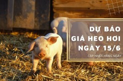 Dự báo giá heo hơi ngày 15/6: Điều chỉnh trái chiều ở cả ba miền?