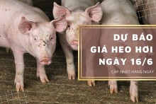 Dự báo giá heo hơi ngày 16/6: Tiếp đà tăng tại nhiều địa phương?
