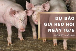 Dự báo giá heo hơi ngày 16/6: Tiếp đà tăng tại nhiều địa phương?