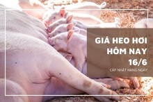 Giá heo hơi hôm nay 16/6: Tiếp đà tăng tại nhiều địa phương