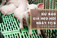 Dự báo giá heo hơi ngày 17/6: Các địa phương tiếp tục điều chỉnh tăng?