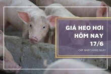 Giá heo hơi hôm nay 17/6: Tiếp tục tăng tại miền Bắc
