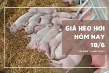 Giá heo hơi hôm nay 18/6: Tiếp đà tăng trong tuần tới?