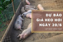 Dự báo giá heo hơi ngày 20/6: Tăng trên diện rộng?