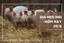 Giá heo hơi hôm nay 20/6: Tăng cao nhất 2.000 đồng/kg