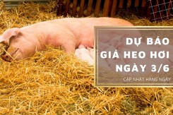 Dự báo giá heo hơi ngày 3/6: Xu hướng giảm vẫn duy trì?