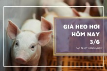 Giá heo hơi hôm nay 3/6: Thị trường tiếp tục giảm