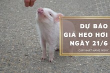 Dự báo giá heo hơi ngày 21/6: Xu hướng tăng vẫn duy trì?