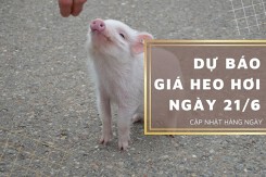 Dự báo giá heo hơi ngày 21/6: Xu hướng tăng vẫn duy trì?