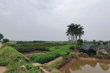Cá nhân nhận chuyển nhượng đất nông nghiệp nên thành lập tổ chức kinh tế
