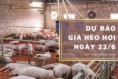 Dự báo giá heo hơi ngày 22/6: Nhiều địa phương tiếp tục điều chỉnh tăng?