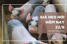 Giá heo hơi hôm nay 22/6: Tăng từ 1.000 đồng/kg đến 2.000 đồng/kg