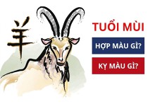 Tuổi Mùi hợp màu gì 2023 chiêu vượng tài lộc cả năm?