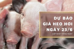 Dự báo giá heo hơi ngày 23/6: Các tỉnh thành duy trì đà tăng?