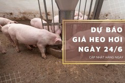 Dự báo giá heo hơi ngày 24/6: Các địa phương tiếp tục điều chỉnh tăng?