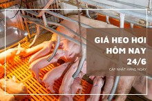 Giá heo hơi hôm nay 24/6: Cao nhất 63.000 đồng/kg