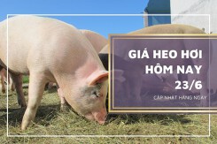 Giá heo hơi hôm nay 25/6: Tiếp tục tăng trong tuần tới?