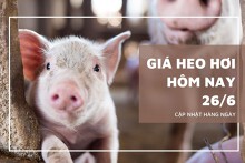 Giá heo hơi hôm nay 26/6: Ổn định từ 58.000 đồng/kg đến 63.000 đồng/kg