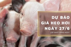 Dự báo giá heo hơi ngày 27/6: Đà tăng tiếp tục tại các địa phương?