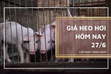 Giá heo hơi hôm nay 27/6: Điều chỉnh không đồng nhất
