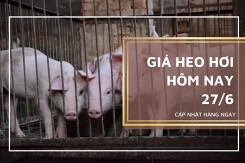 Giá heo hơi hôm nay 27/6: Điều chỉnh không đồng nhất