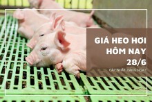 Giá heo hơi hôm nay 28/6: Tăng từ 1.000 đồng/kg đến 3.000 đồng/kg