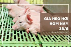 Giá heo hơi hôm nay 28/6: Tăng từ 1.000 đồng/kg đến 3.000 đồng/kg