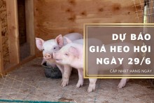 Dự báo giá heo hơi ngày 29/6: Các địa phương tiếp đà tăng?