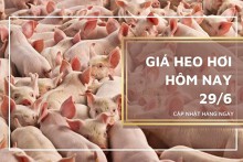 Giá heo hơi hôm nay 29/6: Tăng từ 1.000 đồng/kg đến 3.000 đồng/kg