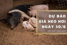 Dự báo giá heo hơi ngày 30/6: Duy trì xu hướng tăng?
