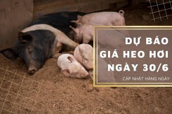 Dự báo giá heo hơi ngày 30/6: Duy trì xu hướng tăng?