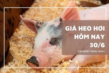 Giá heo hơi hôm nay 30/6: Tăng rải rác ở một vài nơi