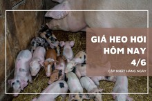 Giá heo hơi hôm nay 4/6: Tiếp tục biến động không đồng nhất trong tuần sau?