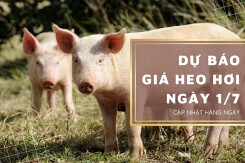 Dự báo giá heo hơi ngày 1/7: Các địa phương tiếp tục mở rộng đà tăng?