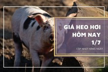 Giá heo hơi hôm nay 1/7: Biến động trái chiều, cao nhất 64.000 đồng/kg