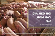 Giá heo hơi hôm nay 5/6: Lặng sóng, cao nhất 60.000 đồng/kg