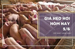 Giá heo hơi hôm nay 5/6: Lặng sóng, cao nhất 60.000 đồng/kg