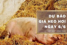 Dự báo giá heo hơi ngày 6/6: Đà giảm quay trở lại?