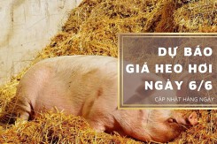 Dự báo giá heo hơi ngày 6/6: Đà giảm quay trở lại?