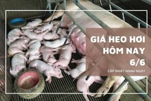 Giá heo hơi hôm nay 6/6: Tăng trở lại ở một vài địa phương