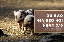 Dự báo giá heo hơi ngày 7/6: Tiếp tục xu hướng tăng?